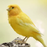 canary bird sounds android application logo